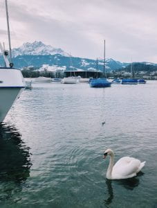 swan in a lake 