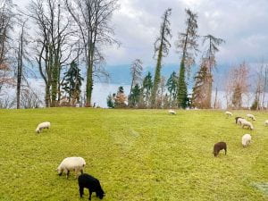 image of sheep from the train