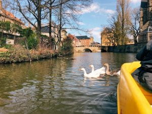 An image of three white ducks to the left of the yellow paddle boat on the river.
